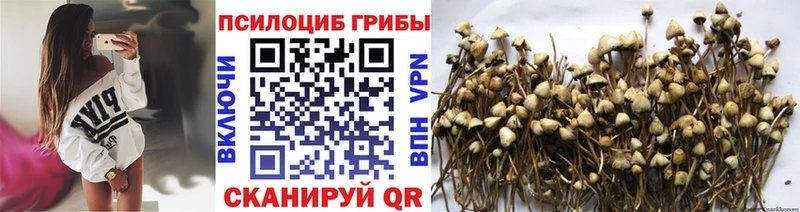 Псилоцибиновые грибы Cubensis  Белоусово 